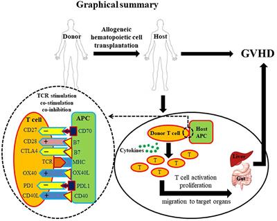 The Role of Co-stimulatory/Co-inhibitory Signals in Graft-vs.-Host Disease